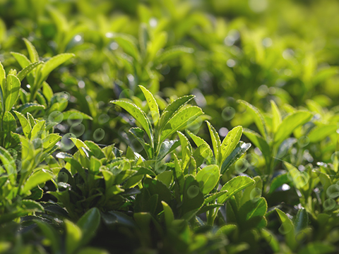 Tea Tree Tea Tree