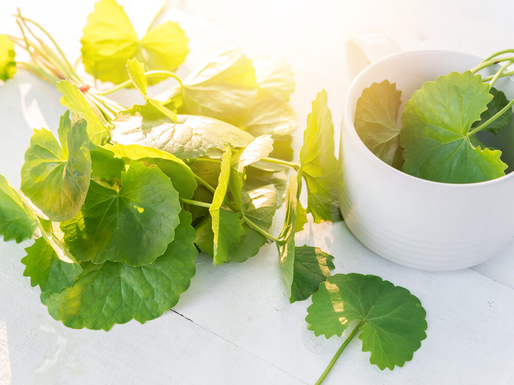 Cica Cream, Krim Berbahan Dasar Centella Asiatica yang Kini Semakin ...