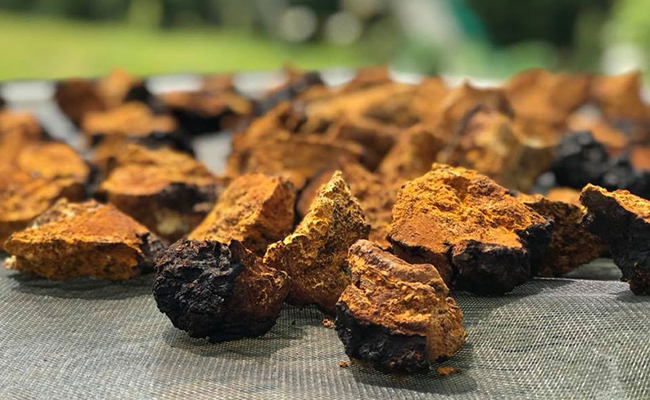 Jamur Untuk Produk Skin Care